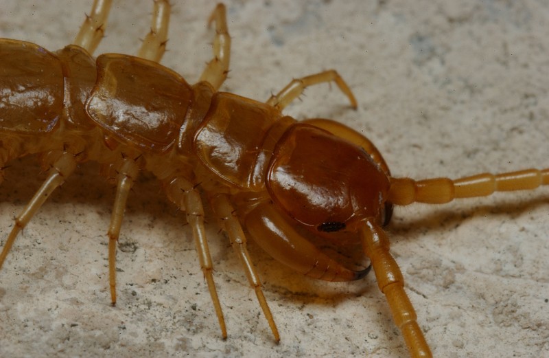 USA:UTAH:Utah Co.Timpanogos Cave National Monument, Middle Cave, Fault Lake (check to see if this is official name),N 40.43781 W 111.711782039 m2 October 2003,C. R. Nelson#7788. Arthropoda: Chilopoda: centipede, yellowish. In lab, on limestone from C. R. Nelson's Provo backyard.